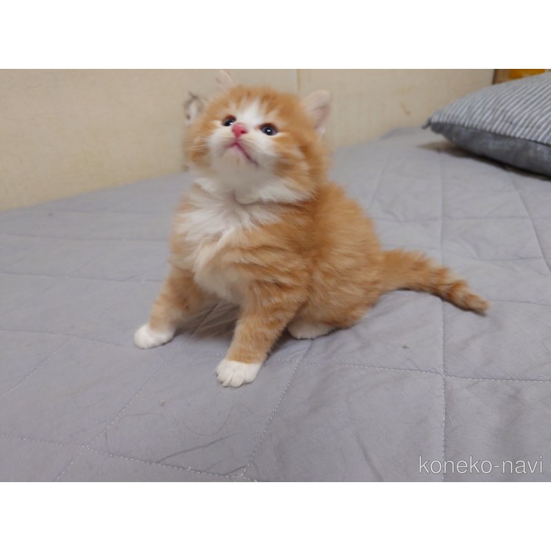 販売中の埼玉県のノルウェージャンフォレストキャット-122996の4枚目